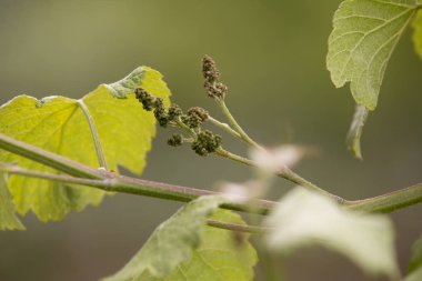 Yeşil küçük asma üzüm demet.