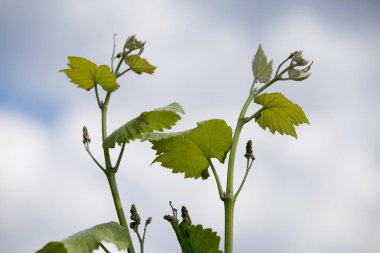 Yeşil küçük asma üzüm demet.