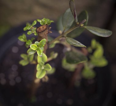 Yeşil yapraklı küçük bir bitkinin yakınında.