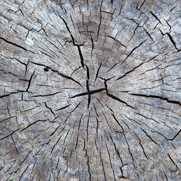 Coseup vieille texture de coupe en bois — Photo