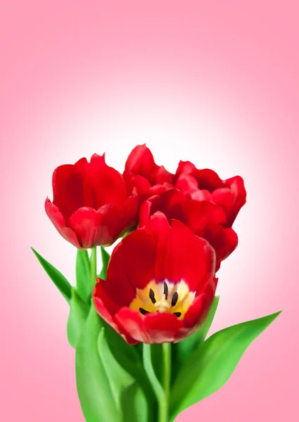 Ramo tulipanes rojos aislados sobre fondo rosa — Foto de Stock