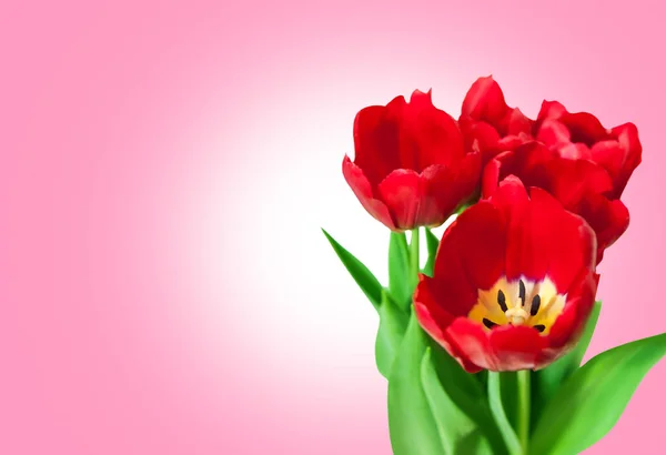 Strauß rote Tulpen isoliert auf rosa Hintergrund — Stockfoto