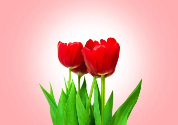 Strauß rote Tulpen isoliert auf rosa Hintergrund — Stockfoto