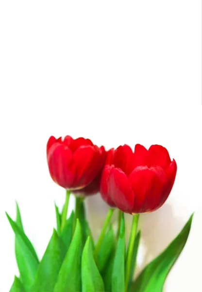 Ramo tulipanes rojos aislados sobre fondo blanco — Foto de Stock