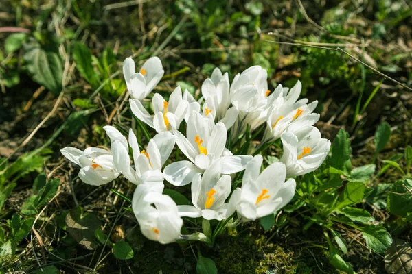 White crocus flowers bloom in the sunlight of a spring garden. — Stock Photo, Image