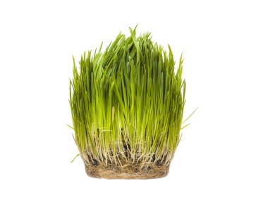 Kediler - germinated yulaf için vitaminler