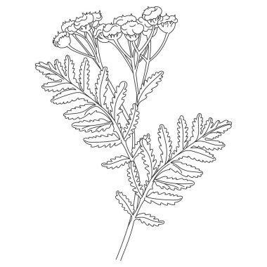 Tansy veya papatya çiçeği. Botanik illüstrasyon. Kozmetik, tıp, tedavi, aromaterapi, hemşirelik, paket tasarımı, alan buketi için iyi. Elle çizilmiş yabani saman çiçekleri.