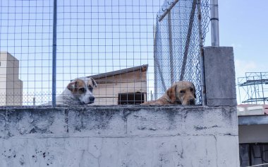 Çatıdaki köpek yavrusu kameraya bakıyor.