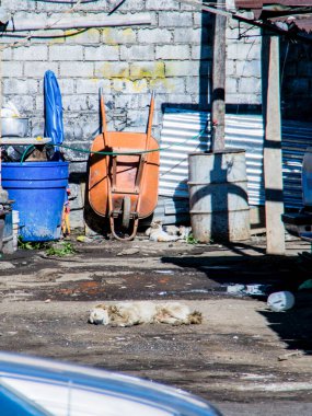 Köpek köpek dışarıda yürüyor.