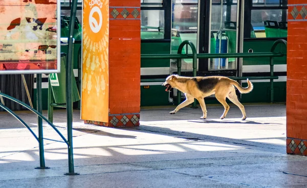 Köpek Köpek Dışarıda Yürüyor — Stok fotoğraf