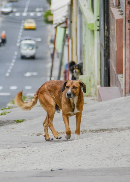 Hund Muttert Beim Gassigehen Freien — Stockfoto