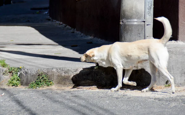 Hund Muttert Beim Gassigehen Freien — Stockfoto