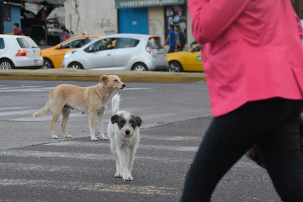 Köpek Köpek Dışarıda Yürüyor — Stok fotoğraf