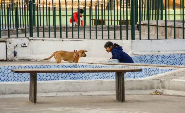 Köpek Köpek Dışarıda Yürüyor — Stok fotoğraf