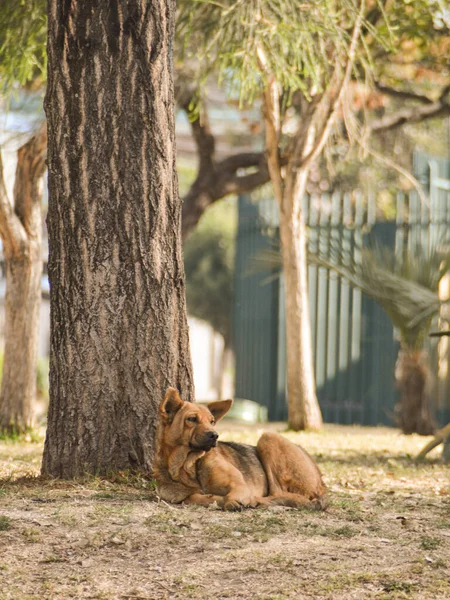 Hund Muttert Freien Einem Baum — Stockfoto