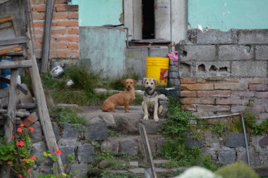 Ekvador caddesinde sokak köpeği güpegündüz.