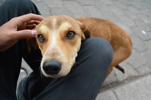 Street dog daylight outdoors mutt in ecuador street cute eyes