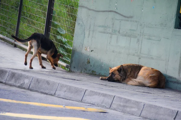 Ekvador Caddesinde Sokak Köpeği Güpegündüz — Stok fotoğraf