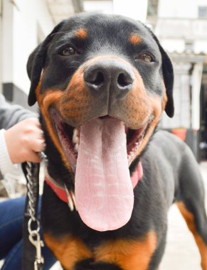 Rottweiler Karışık Köpek Evcil Köpeği Mutlu Gülümsüyor
