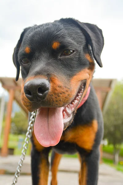 Rottweiler Mix Dog Pet Smiling Happy — Stock Photo, Image