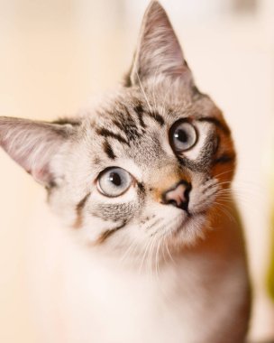 Beyaz çizgili melez tekir kedi.