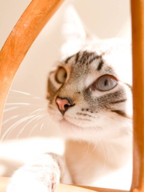 Beyaz çizgili, melez, tekir kedili yemek odası.