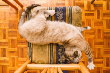 Beyaz çizgili, melez, tekir kedili yemek odası.