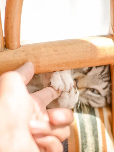 Bílé Pruhované Smíšené Plemeno Tabby Kočka Vnitřní Jídelna — Stock fotografie