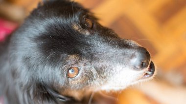 Evin etrafında orta büyüklükte sevimli siyah bir köpek var.