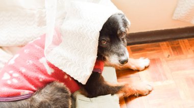 Evin etrafında orta büyüklükte sevimli siyah bir köpek var.