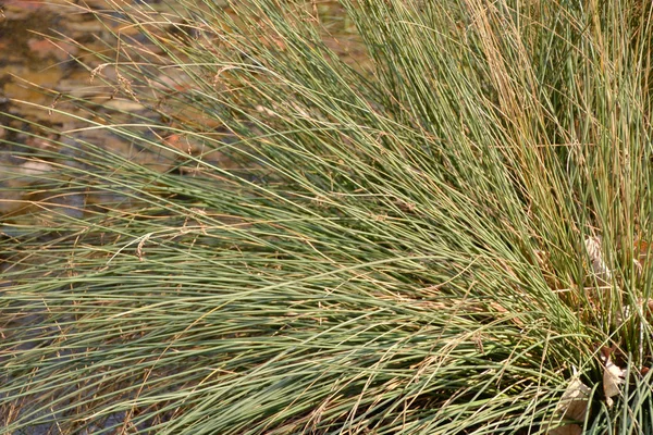 Blazen in de wind — Stockfoto