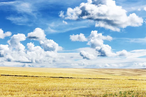 Желтое поле и голубое небо с облаками — стоковое фото