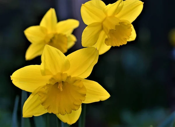 Captura Trío Narcisos Para Representar Santa Trinidad Del Próximo Tiempo — Foto de Stock