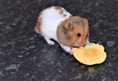 Olgun iki yaşındaki Suriyeli hamster, yemek torbalarını büyük bir elma parçasıyla dolduruyor..