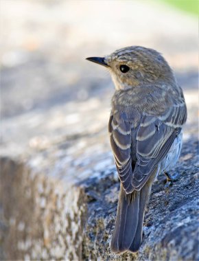 Genç Pied Flycatcher, Parc Natural de s 'Albufera de Mallorca' da.