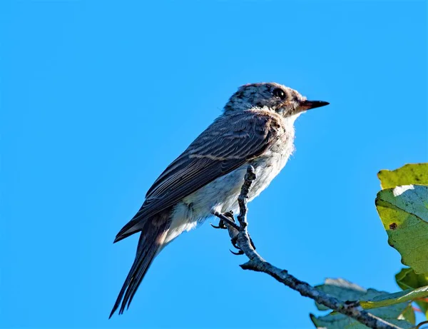 Flycatcher Pied Feminino Parc Natural Albufera Maiorca — Fotografia de Stock