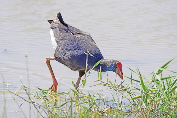 Schwytanie Fioletowego Ganninule Parc Natural Albufera Mallorca — Zdjęcie stockowe