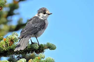 Whisky Jack 'in yakın plan portresi, bulutların üstünde, Whistler Dağları' nda, British Columbia, Kanada.