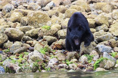Ucluelet limanı, Clayoquot ve Barkley Sound kaya yengeci ararken vahşi siyah ayıları görmek için iyi yerlerdir.. 