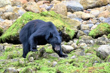 Ucluelet limanı, Clayoquot ve Barkley Sound kaya yengeci ararken vahşi siyah ayıları görmek için iyi yerlerdir.. 