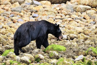 Ucluelet limanı, Clayoquot ve Barkley Sound kaya yengeci ararken vahşi siyah ayıları görmek için iyi yerlerdir.. 