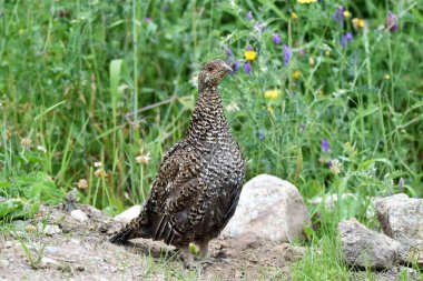 Grouse Dağı, Kanada 'nın British Columbia eyaletinin North Vancouver eyaletinde yer alan bir dağdır. Zirvesinde en fazla 1200 metre yüksekliğe sahiptir..