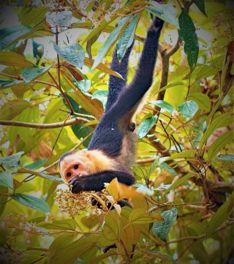 Bu bilindik zeki türün canlı doğasını yakalamak için çekildi..
