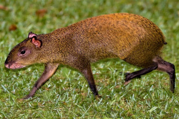 Dieses Bild Fängt Die Kühne Natur Der Großen Ratte Wie — Stockfoto