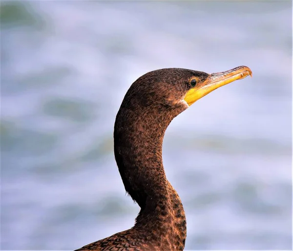 Een Boot Genomen Het Monteverdi Meer Costa Rica — Stockfoto