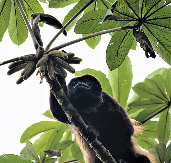 Kilátás Egy Üvöltő Majom Tetején Costa Rica Trópusi Erdészet — Stock Fotó