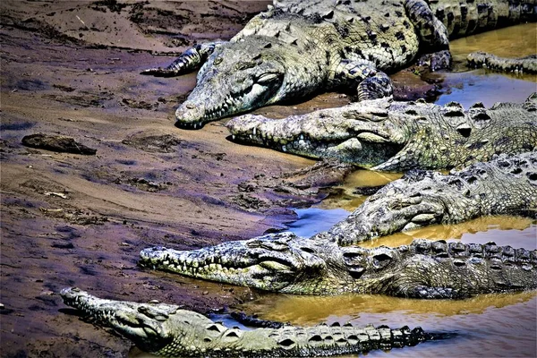 Taken Capture Dangerous Group Camouflaged Crocodiles Natural Habitat Costa Rica — Stock Photo, Image