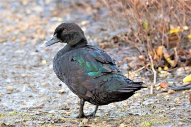 Yaban ördekleri sık sık Amerikan Kara Ördeği, Kuzey Saçkuyruğu ve kaz türü ile melezleşerek çeşitli melezlere yol açarlar. Bu çeşitlilik normal bir yaban ördeğinden çok daha büyüktü ve daha çok bir kaz boyutundaydı..