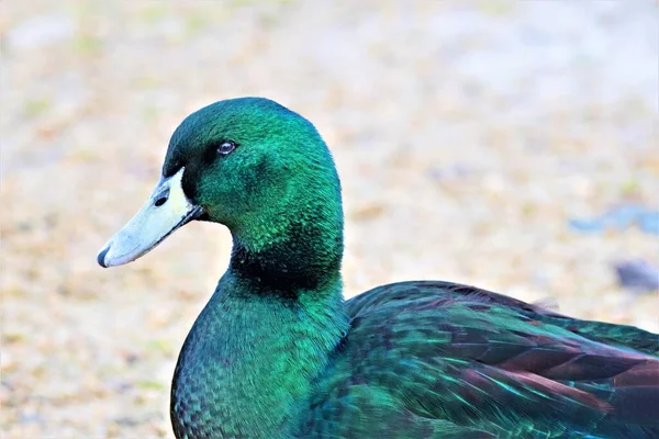 Mallards Συχνά Διασταυρώνονται Είδη American Black Duck Northern Pintail Και — Φωτογραφία Αρχείου