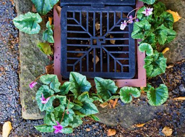 Kışın çiçek açan siklamenler bir kez ortaya çıktıklarında son derece verimlidirler ve en sıra dışı yerlerde çiçek açabilirler..